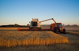 Claas combine in Denmark.jpg