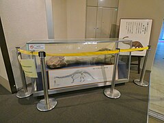 Femur bone of Diplodocus in Higashiyama Zoo - 1.jpg