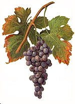 Thumbnail for Palomino (grape)