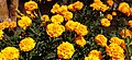 Tagetes flowers