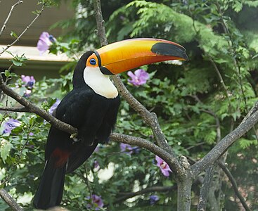 Tokoa tukano Ramphastos toco