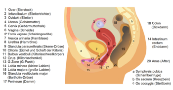 Links: Schematische Schnittdarstellung durch den weiblichen Unterleib mit der Position der Harnröhre Rechts: Harnröhrenmündung (Meatus urethrae externus), darunter die größere Öffnung des Scheideneingangs (Introitus vaginae)