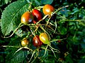 Thumbnail for File:Multi-coloured rose hips, Ballygowan - geograph.org.uk - 5110949.jpg