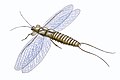 Image 4Mazothairos, a Carboniferous member of the now extinct order Palaeodictyoptera. (from Evolution of insects)