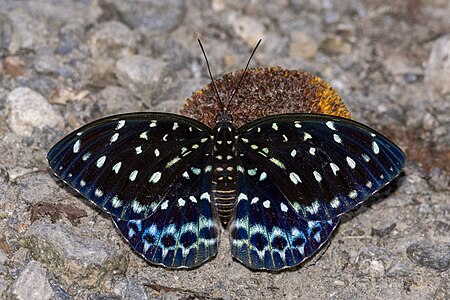 Open wing position of Lexias dirtea (Fabricius, 1793) - Dark Archduke (Female) puddling on rotten Neolamarckia cadamba flowerWLB