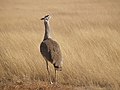 Etosha NP, Namibia