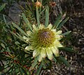 Protea scolymocephala