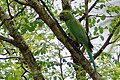 Alexandrine parakeet (Parrot)