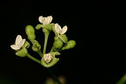 Grevea madagascariensis