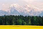 Blommande raps på Sora-slätten vid Škofja Loka, med Grintavec (2558 m) och Kočna (2540 m) i Kamnik-Savinja Alperna som fond.