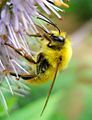 Bombus (Apinae)