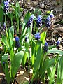 Muscari latifolium