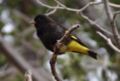 Black siskin