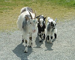 Chèvre des fossés et ses chevreaux