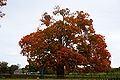 Über 400 Jahre altes und dickes Baumexemplar in Pelham, Ontario