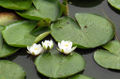 Nymphaea alba