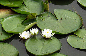 Puulepaap (Nymphaea alba)