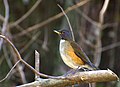 White-necked thrush