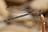 Vivid dancer, Argia vivida