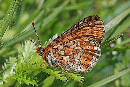 ♀ Euphydryas aurinia (Marsh fritillary)