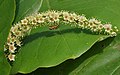 ดอกหูกวาง (Terminalia catappa)