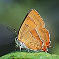 73 Brown hairstreak (Thecla betulae) female 2 uploaded by Charlesjsharp, nominated by Charlesjsharp,  17,  0,  0