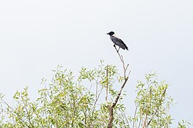 Corvus cornix no delta do Danubio, Romanía.