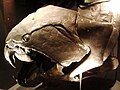 Dunkleosteus terrelli