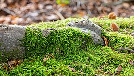 Lehtisammal (Bryophyta sp.)