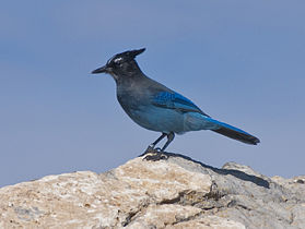 Sandia Peak, New Mexico