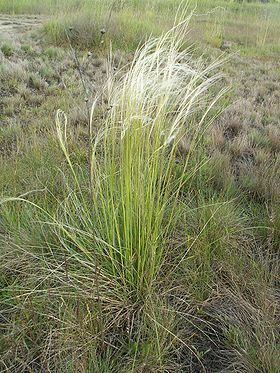 Stipa borysthenica