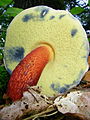 !!Boletus calopus var. pachypus!!