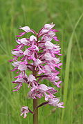 Orchis militaris