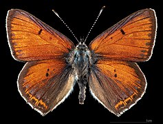 Lycaena hippothoe ♂