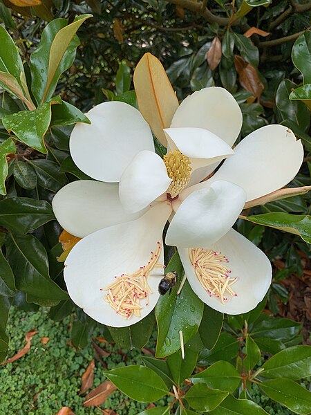 File:Magnolia grandiflora 'Bracken's Brown Beauty' 01.jpg