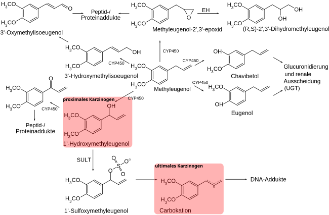 Metabolisierung von Methyleugenol