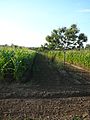 Image 69Alley cropping of maize and sweet chestnut, Dordogne, France (from Agroforestry)