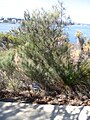 Allocasuarina humilis