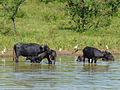 Karbouwen in een nationaal park in Sri Lanka