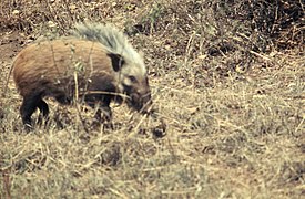 Bushpig in grass - DPLA - 1d8d2afc2923b9f1873c804b5658d9d9.jpg