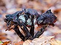 34 Verottete Pilze im Bruderwald in Bamberg