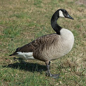 gâscă canadiană (Branta canadensis)