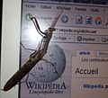 Paramantis prasina okito orohian do Wikipedia