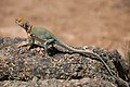 Image 37Common collared lizard