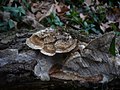 Coriolopsis gallica sin. Trametes extenuata