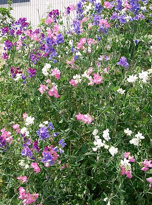 Almindelig Ærteblomst (Lathyrus odoratus).