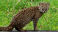 Leopardus geoffroyi