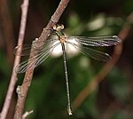 Lestes virens – Oberseite