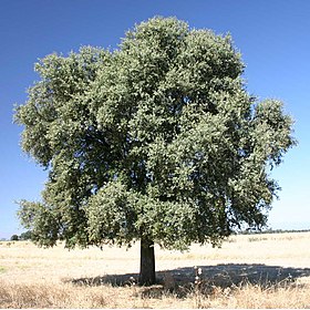 Quercus ilex rotundifolia