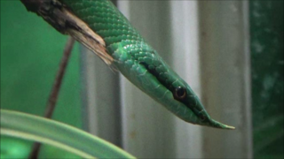 Gonyosoma boulengeri adulte - Ménagerie du jardin des plantes